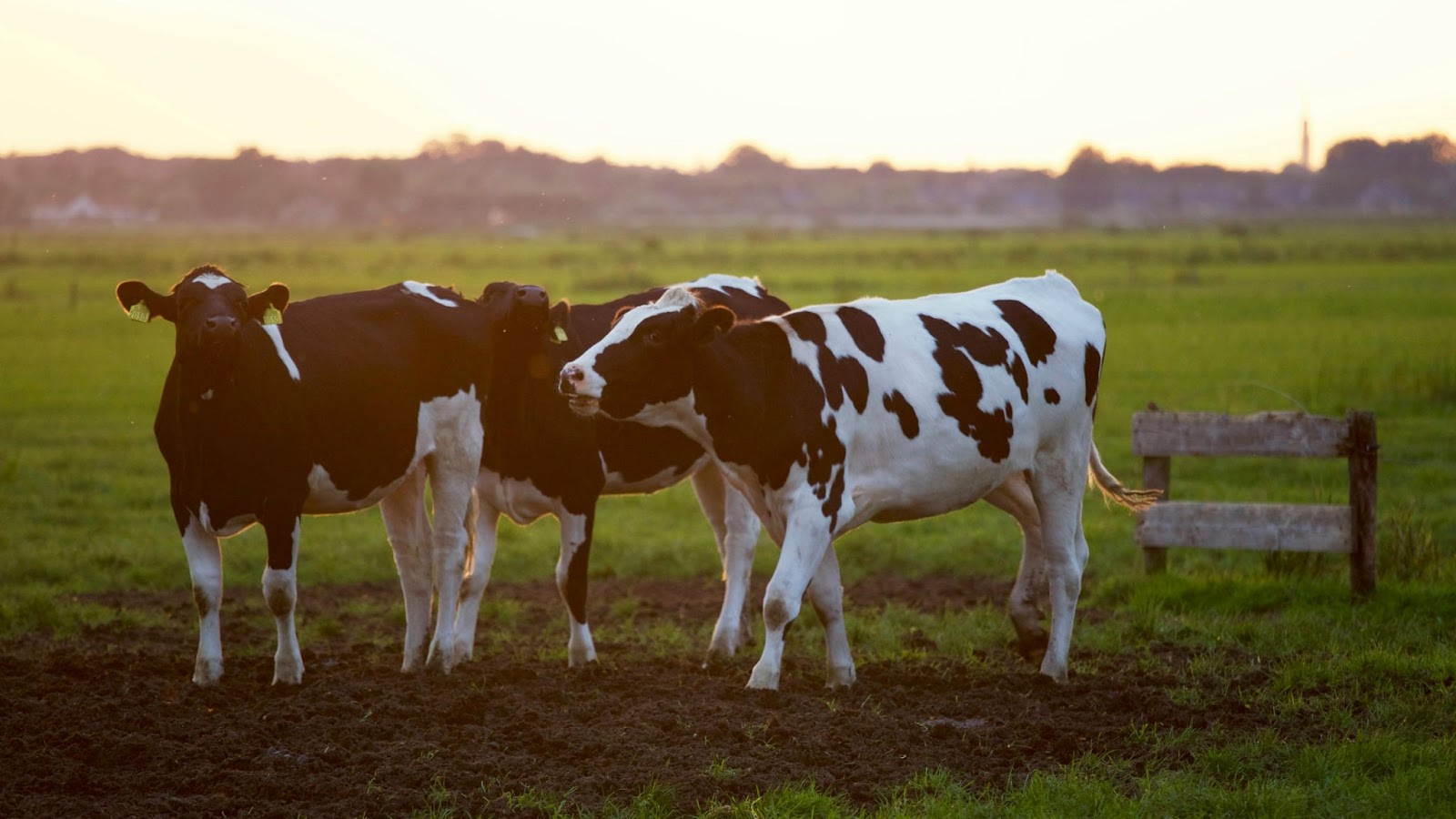 Three black and white cows at sunset