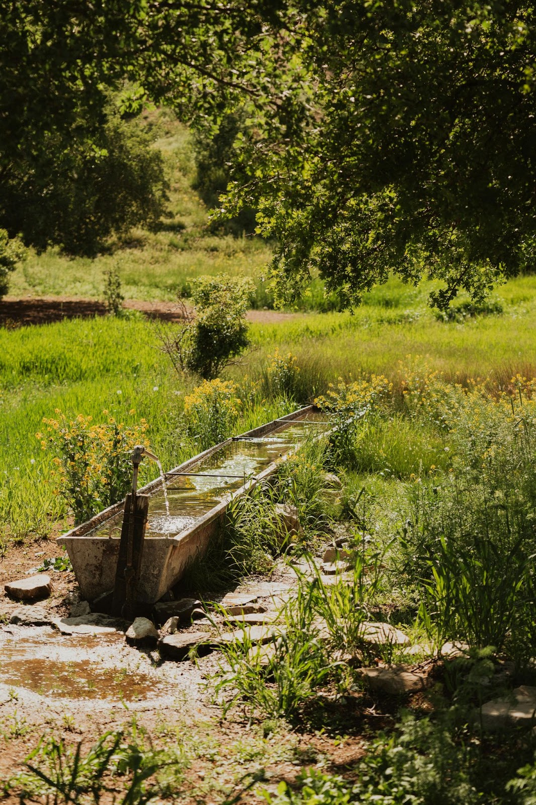 Water troughs among overgrown vegetation